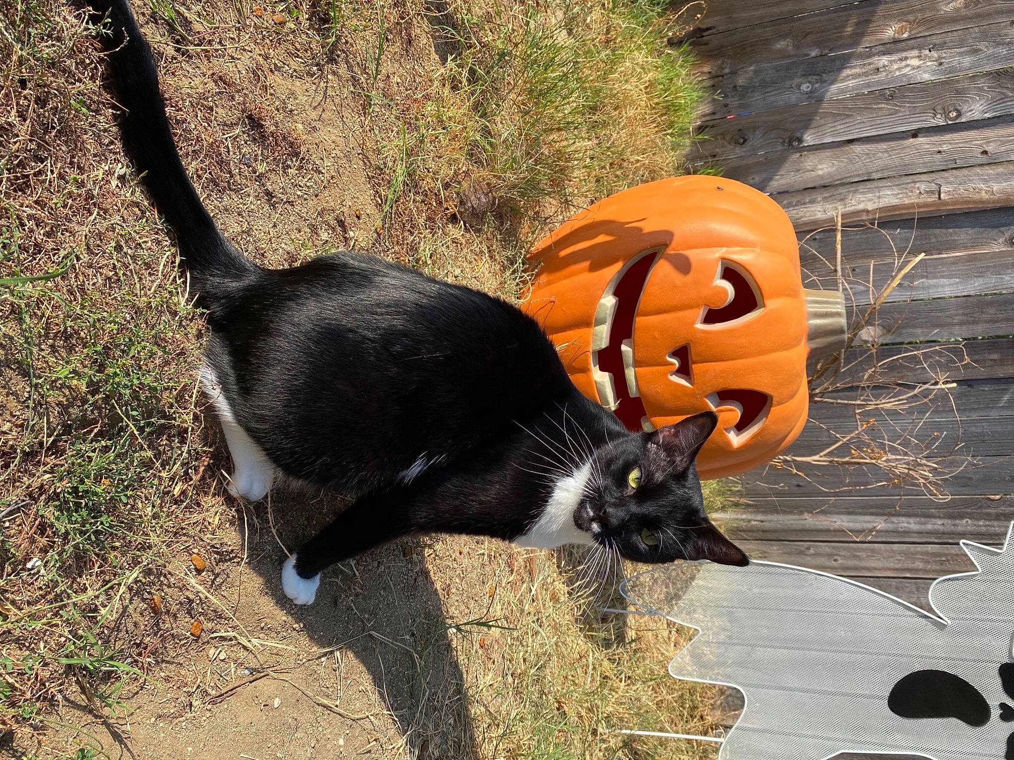 Fonzie is registered to the contest to win money with this photo: art, black_cat, calabaza, carnivore, cat, cucurbita, dog_breed, felidae, glove, gourd, grass, helmet, jack_o_lantern, plant, pumpkin, small_to_medium_sized_cats, tail, terrestrial_animal, whiskers, winter_squash