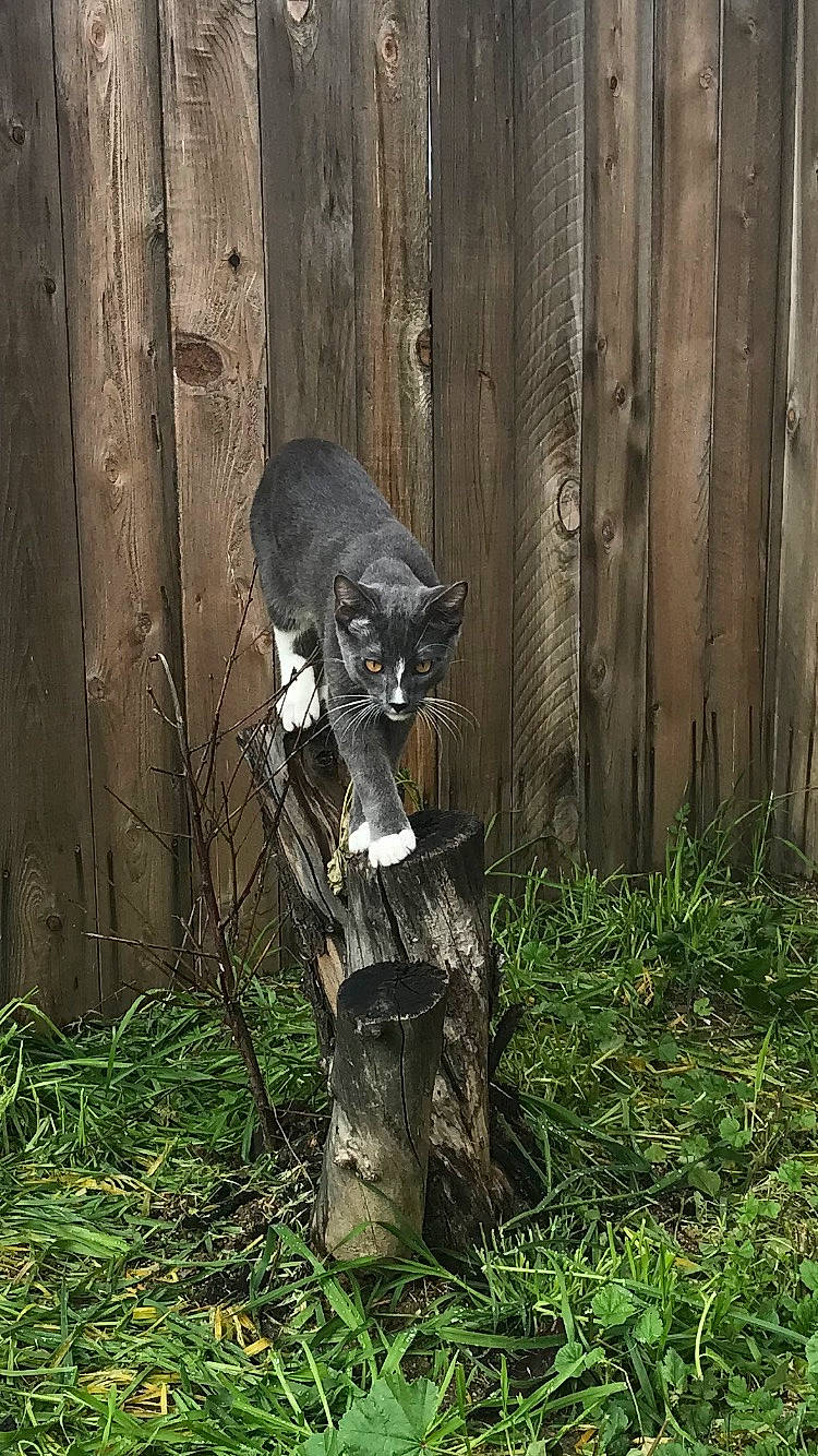 Ferris joined the competition — help win amazing prizes! art, carnivore, cat, domestic_short_haired_cat, felidae, forest, grass, lawn_ornament, plant, sculpture, small_to_medium_sized_cats, snout, sporting_group, tail, terrestrial_animal, tree, trunk, whiskers, wood, woodland