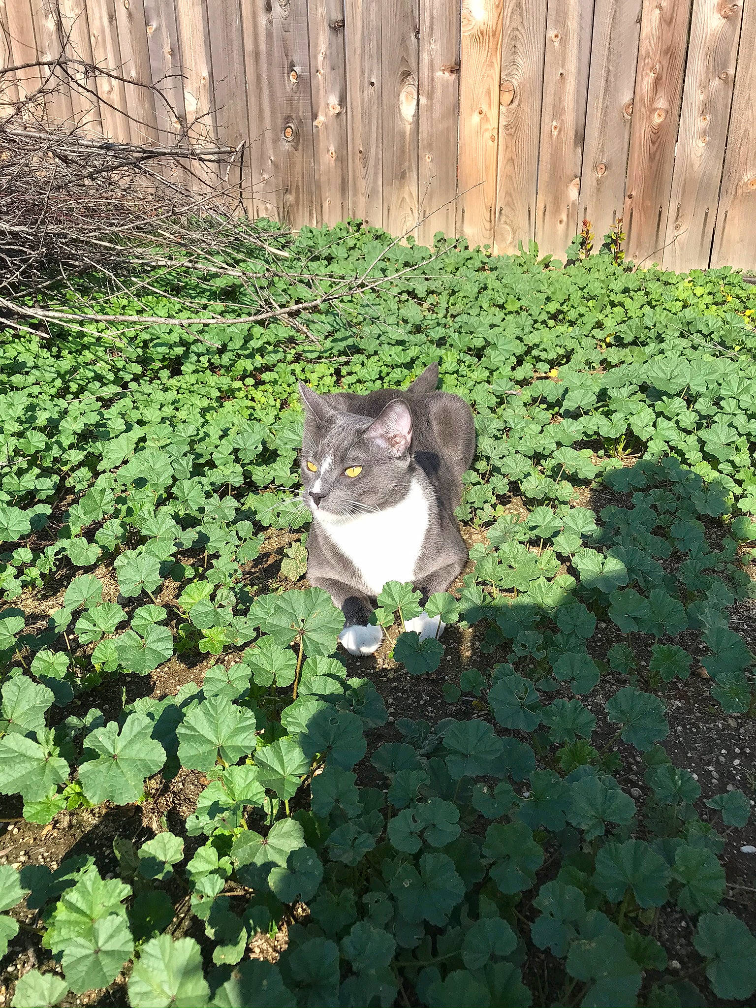 Ferris is registered to the contest to win money with this photo: annual_plant, aquatic_plant, biome, brick, brickwork, carnivore, cat, felidae, fence, grass, groundcover, home_fencing, plant, shrub, small_to_medium_sized_cats, tail, terrestrial_animal, wall, whiskers, wood