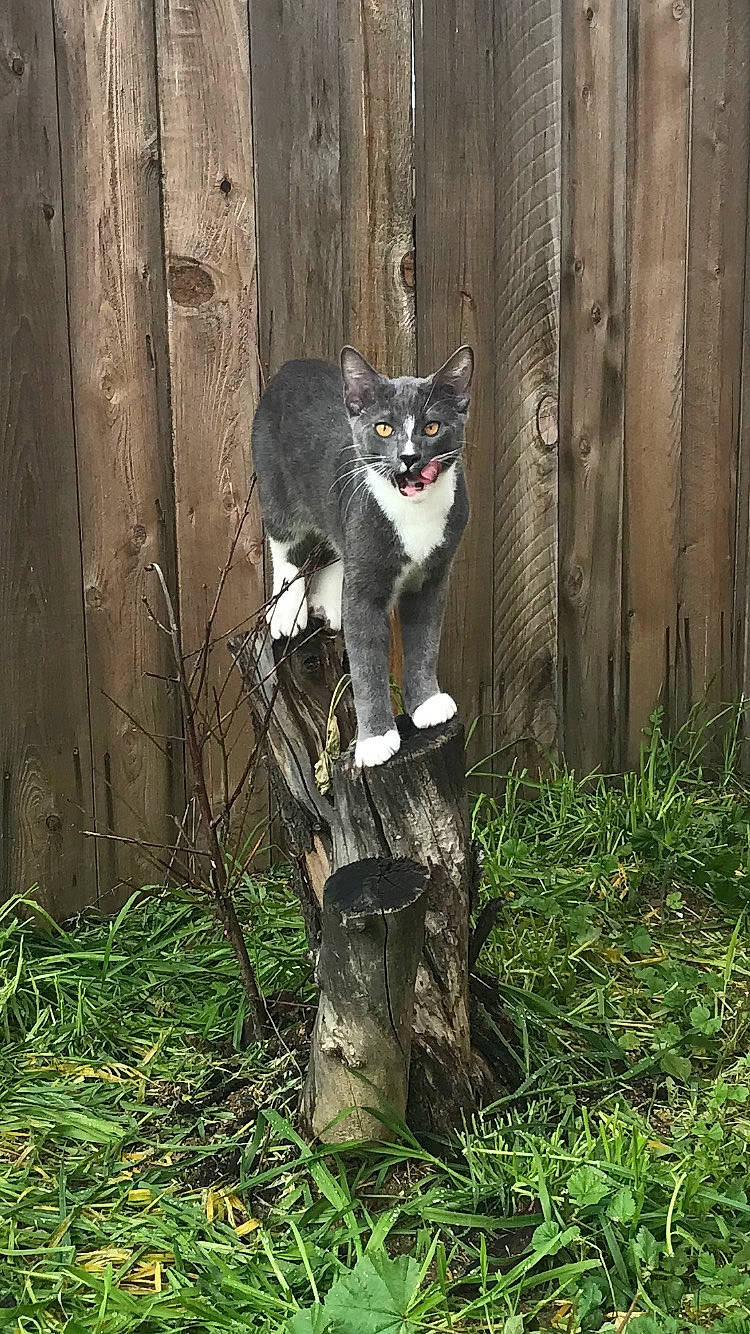Ferris is registered to the contest to win money with this photo: art, canidae, carnivore, cat, domestic_short_haired_cat, fawn, felidae, fur, grass, plant, small_to_medium_sized_cats, snout, tail, terrestrial_animal, tree, trunk, twig, whiskers, window, wood