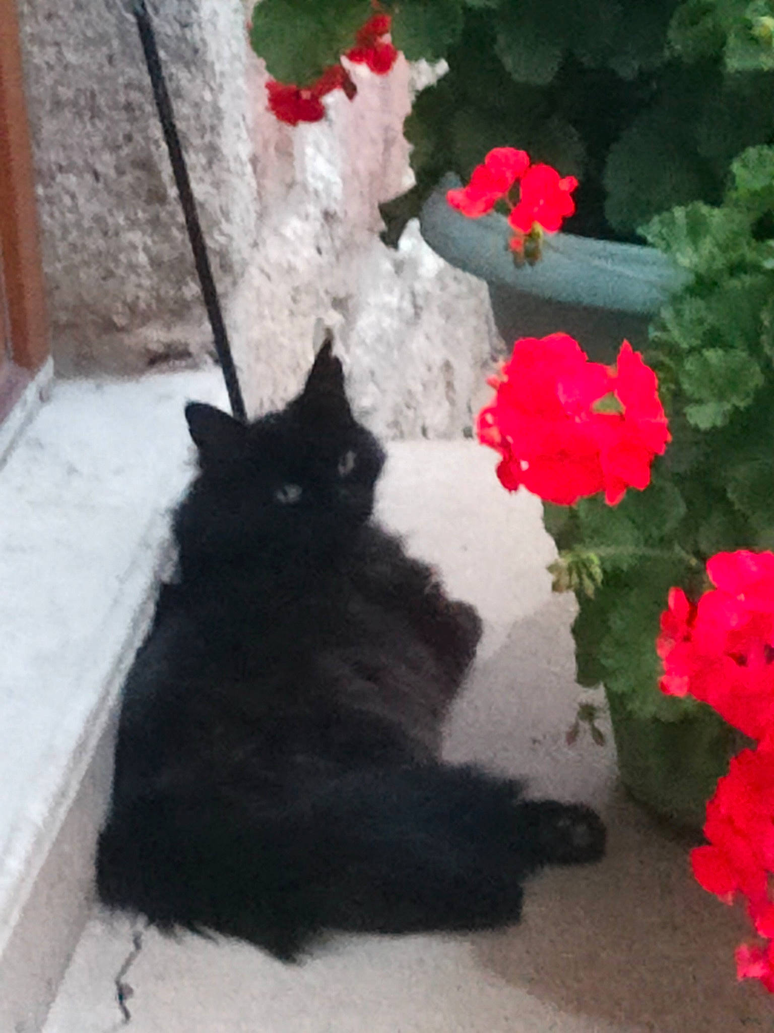 Filou participe au concours pour gagner de l'argent avec cette photo : annual_plant, black_cat, carnivore, cat, domestic_short_haired_cat, felidae, flower, flowering_plant, flowerpot, fur, herbaceous_plant, houseplant, petal, plant, red, shrub, small_to_medium_sized_cats, tail, tints_and_shades, whiskers