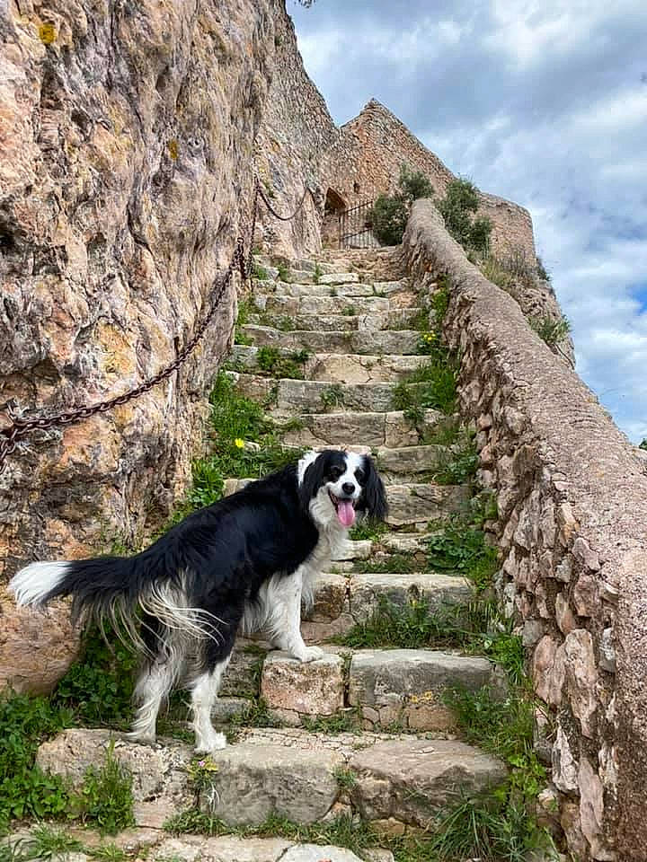 Ina a rejoint le concours — aidez-le/la à gagner de superbes lots ! art, australian_cattle_dog, canidae, carnivore, cloud, companion_dog, dog, dog_breed, grass, gun_dog, landscape, plant, rock, sky, sporting_group, stone_wall, terrestrial_animal, walking, working_animal, working_dog