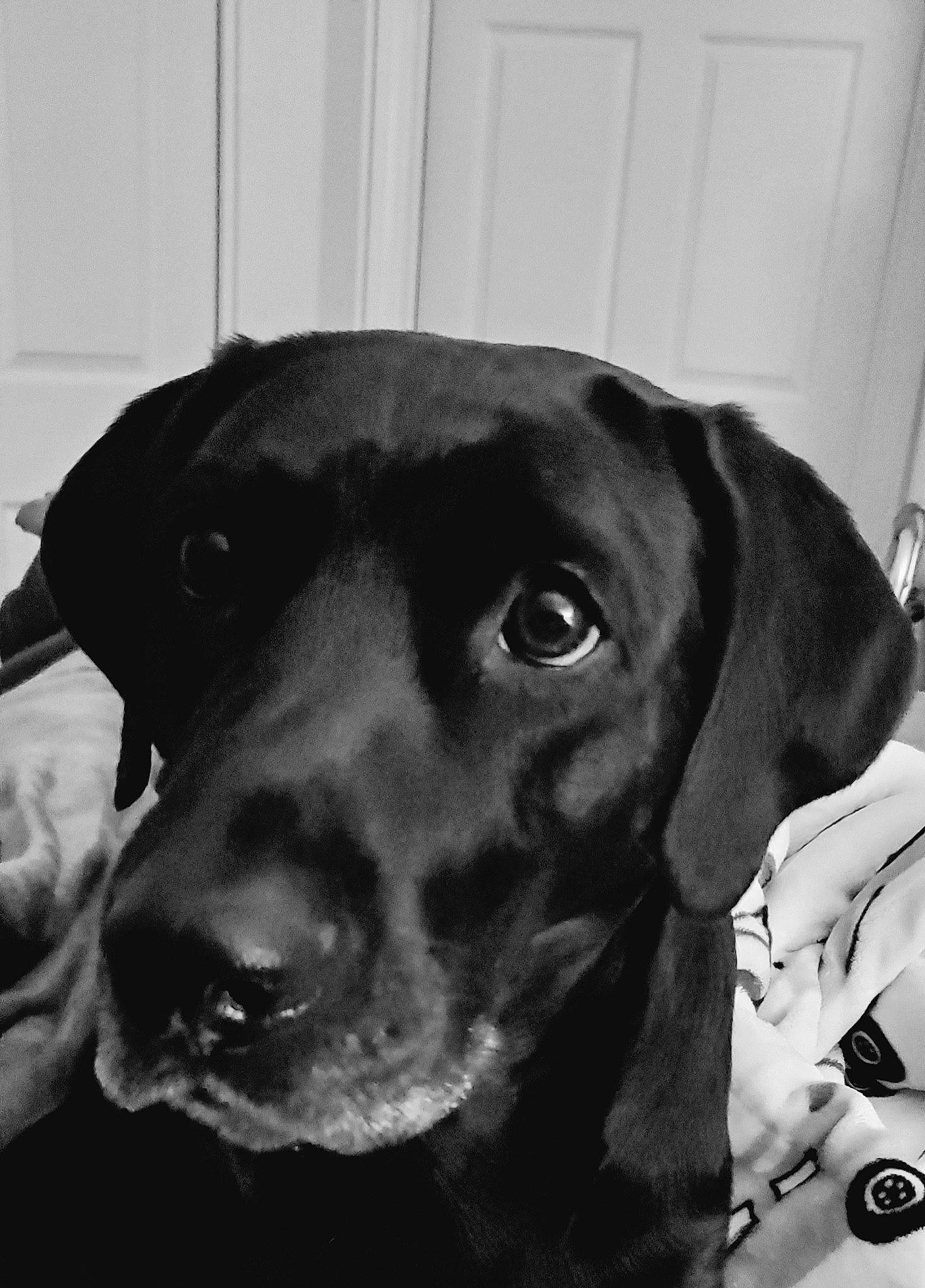 Rocky is registered to the contest to win money with this photo: canidae, carnivore, collar, companion_dog, dog, dog_breed, dog_collar, ear, eye, fur, head, liver, monochrome, monochrome_photography, pet_supply, snout, sporting_group, style, whiskers, working_animal