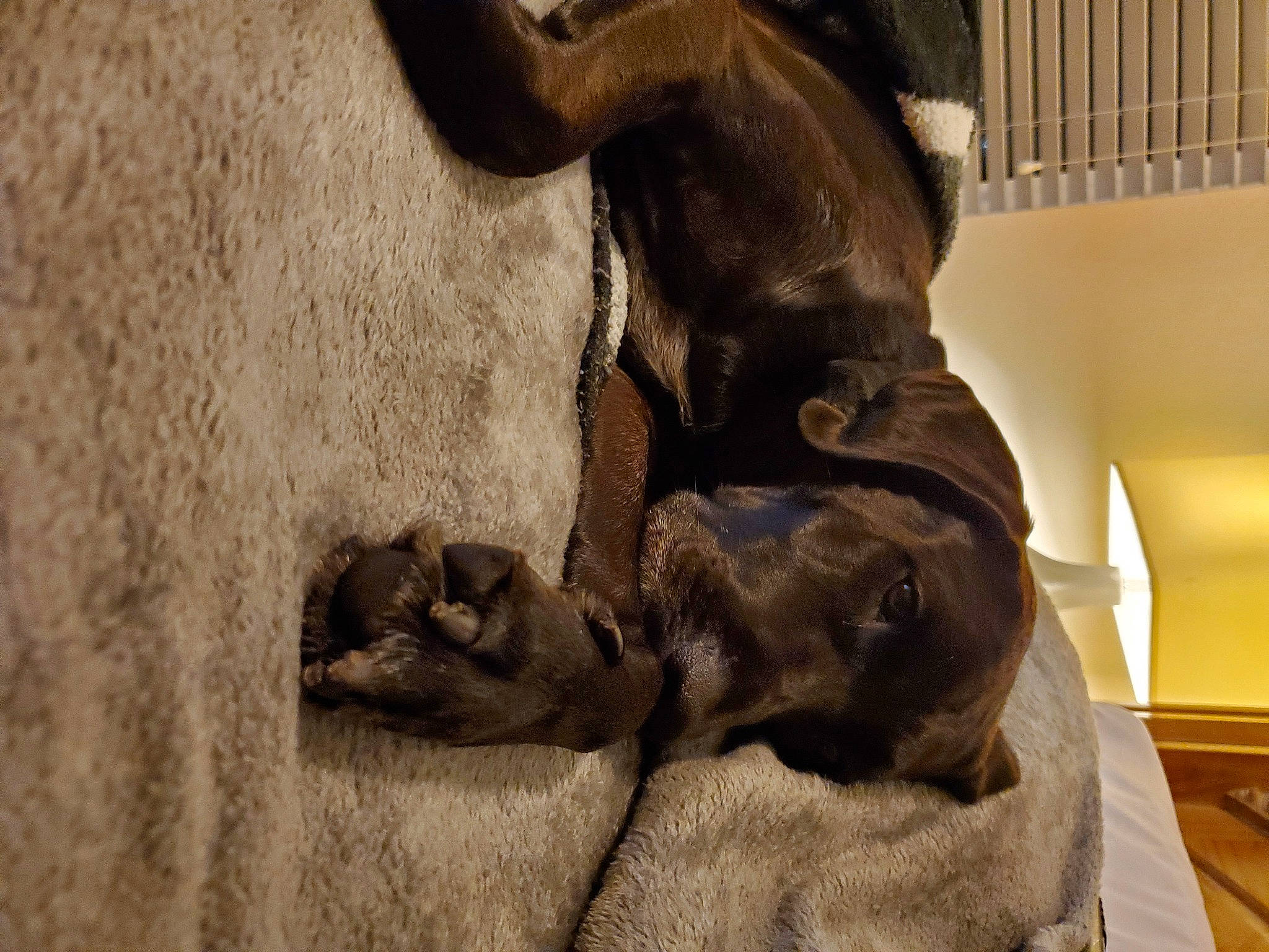 Rocky is registered to the contest to win money with this photo: ancient_history, art, artifact, bronze_sculpture, carving, classical_sculpture, dog_breed, felidae, history, metal, monument, rock, sculpture, sporting_group, statue, terrestrial_animal, visual_arts, wood, working_animal, wrinkle