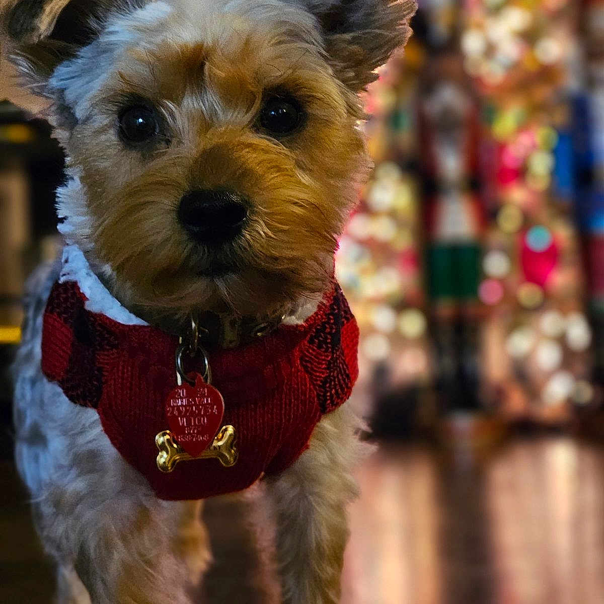 Mr.lucky is registered to the contest to win money with this photo: accessories, animal, ball, canine, dog, football, jewelry, leash, lighting, necklace, pendant, pet, poodle, puppy, soccer, soccerball, sport, strap, terrier, whitedog