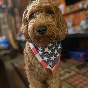 Ryder joined the competition — help win amazing prizes! dog, golden_doodle, bandana, patriotic, stars, stripes, indoor, blurred_background, curious, fluffy, pet, animal, portrait, closeup, brown, fur, canine, companion, cute, friendly