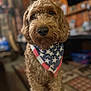 dog, golden_doodle, bandana, patriotic, stars, stripes, indoor, blurred_background, curious, fluffy, pet, animal, portrait, closeup, brown, fur, canine, companion, cute, friendly