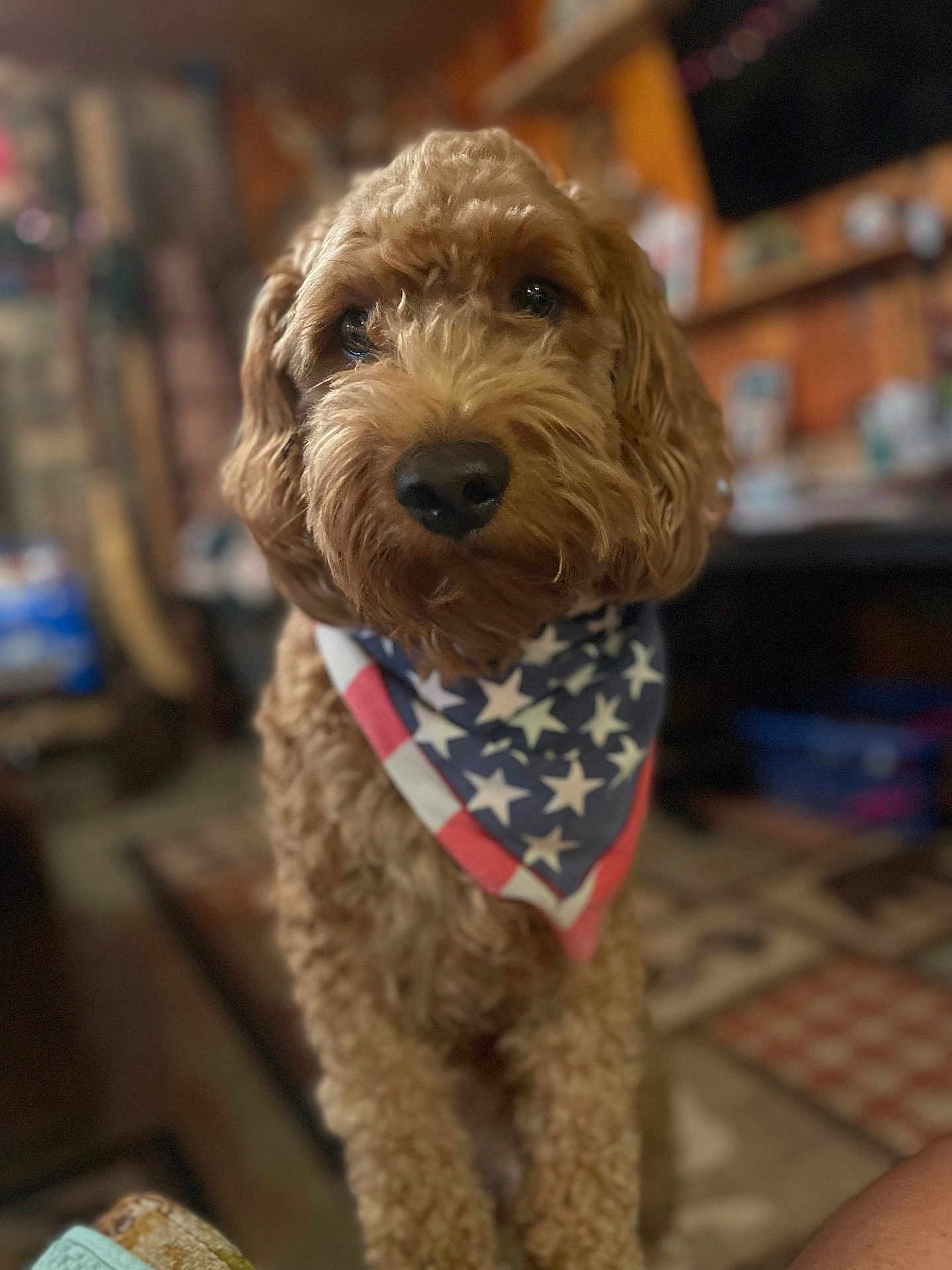Ryder joined the competition — help win amazing prizes! dog, golden_doodle, bandana, patriotic, stars, stripes, indoor, blurred_background, curious, fluffy, pet, animal, portrait, closeup, brown, fur, canine, companion, cute, friendly