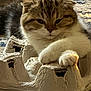 animal, cardboard, carpet, cat, closeup, cozy, egg_carton, feline, fur, home, indoor, light, paw, pet, resting, shadow, sleepy, striped, texture, whiskers