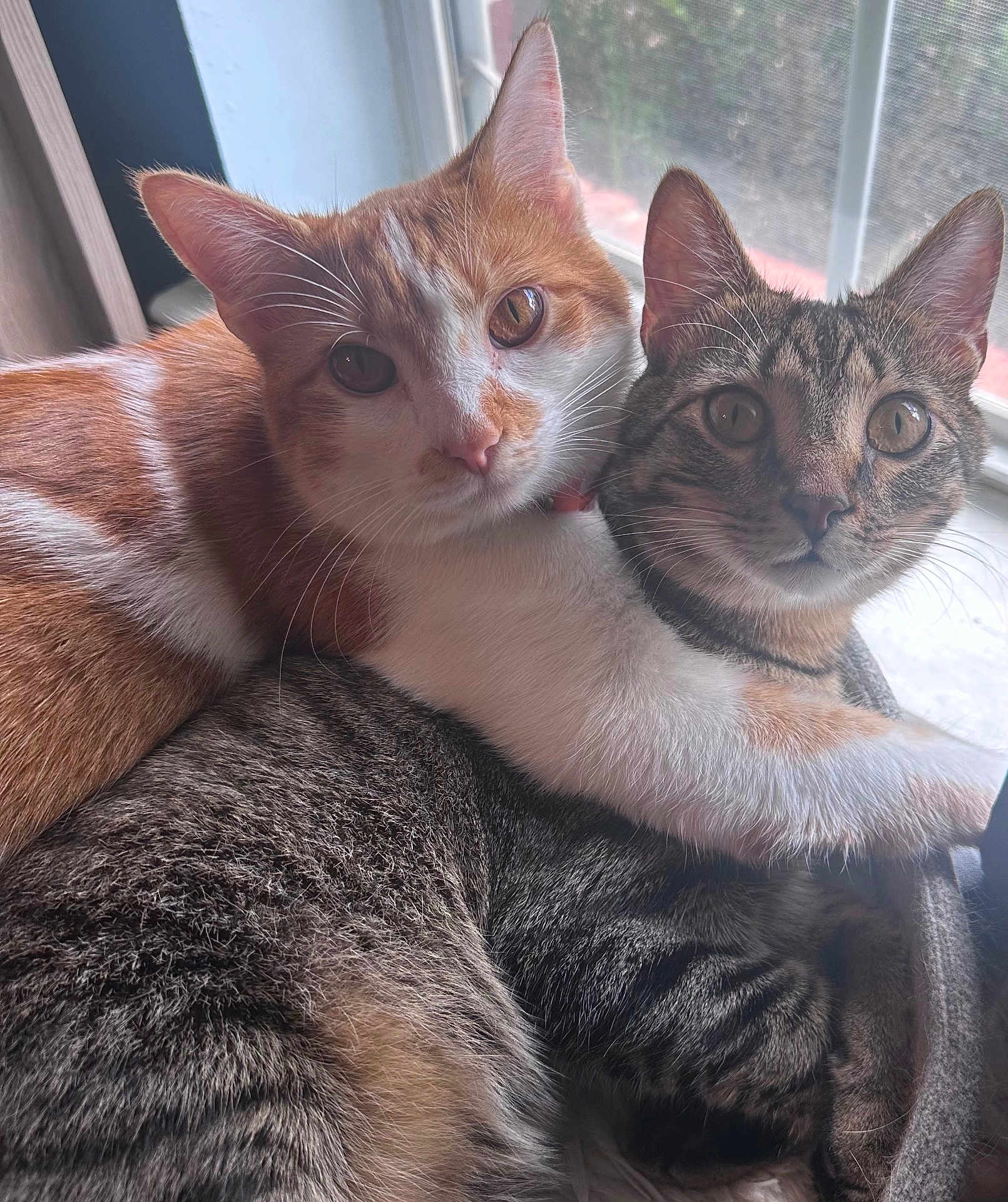 George And Harriet joined the competition — help win amazing prizes! cat, cats, tabby_cat, ginger_cat, pet, feline, indoor, window, snuggling, cute, animal, fur, whiskers, ears, eyes, companion, cozy, resting, domestic_cat, cute_animals