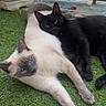Coconuts a rejoint le concours — aidez-le/la à gagner de superbes lots ! cat, cats, siamese_cat, black_cat, pets, animals, grass, outdoor, relaxed, snuggling, fur, ears, whiskers, green, shoe, daylight, resting, companion, cute, cute_animals