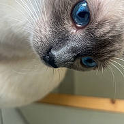 Coconuts a rejoint le concours — aidez-le/la à gagner de superbes lots ! cat, close_up, blue_eyes, whiskers, fur, pet, indoor, portrait, animal, cute, feline, face, soft_texture, curious, domestic_animal, tile_floor, wooden_surface, side_view, mammal, close_range
