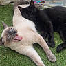 Coconuts participe au concours pour gagner de l'argent avec cette photo : cat, cats, siamese_cat, black_cat, grass, outdoor, pet, animal, feline, resting, yawning, cute, companionship, relaxed, nature, paw, fur, whiskers, playful, adorable