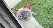 Coconuts participe au concours pour gagner de l'argent avec cette photo : cat, siamese_cat, blue_eyes, window, window_sill, grass, artificial_grass, pet, animal, curious, outdoor, resting, paws, looking, feline, home, door_frame, white_wall, close_up, domestic_cat