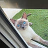 cat, siamese_cat, blue_eyes, window, window_sill, grass, artificial_grass, pet, animal, curious, outdoor, resting, paws, looking, feline, home, door_frame, white_wall, close_up, domestic_cat