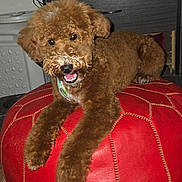 Gizmo is registered to the contest to win money with this photo: dog, brown_dog, curly_fur, pet, pouf, red_pouf, indoor, floor, wood_floor, furniture, smiling_dog, happy, canine, animal, domestic_animal, resting, cute, fluffy, portrait, closeup