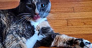 Marbles joined the competition — help win amazing prizes! animal, calico_cat, cat, closeup, cute, domestic_animal, feline, fur, indoor, looking, mammal, paw, pet, playful, relaxed, resting, tongue, tongue_out, whiskers, wooden_floor