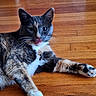 cat, calico_cat, tongue_out, wooden_floor, pet, animal, feline, whiskers, paw, relaxed, indoor, cute, playful, fur, mammal, domestic_animal, resting, closeup, looking, tongue