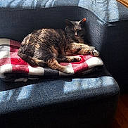 Marbles joined the competition — help win amazing prizes! animal, blanket, blue_couch, cat, comfort, couch, cozy, fur, home, indoor, net_curtain, pet, red_blanket, relaxing, resting, shadow, sunlight, tabby_cat, window, wood_floor