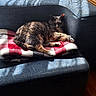 cat, tabby_cat, couch, blanket, sunlight, shadow, indoor, window, net_curtain, cozy, resting, fur, pet, animal, home, relaxing, comfort, blue_couch, red_blanket, wood_floor