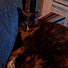 Marbles joined the competition — help win amazing prizes! animal, blanket, blue_cushion, cat, closeup, comfort, cozy, cushion, feline, fur, home, indoor, nap, patterned_blanket, pet, relaxing, resting, sleeping, soft_texture, warm_lighting