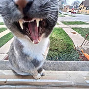 Marbles is registered to the contest to win money with this photo: cat, mouth_open, teeth, tongue, gray_cat, white_cat, close_up, window_reflection, suburban, sidewalk, grass, house, street, stop_sign, outdoor, pet, animal, whiskers, feline, daytime