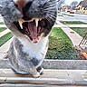cat, mouth_open, teeth, tongue, gray_cat, white_cat, close_up, window_reflection, suburban, sidewalk, grass, house, street, stop_sign, outdoor, pet, animal, whiskers, feline, daytime