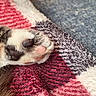 Marbles joined the competition — help win amazing prizes! cat_paw, paw_pads, furry, close_up, blanket, cozy, soft_texture, multicolored, striped_blanket, feline, animal, pet, resting, warm, fur, pink_pads, black_pads, sleeping, indoors, comfort