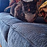Marbles is registered to the contest to win money with this photo: animal, blanket, blue_couch, cat, couch, cozy, domestic, ears, eyes, feline, fur, furniture, home, indoor, pet, pillows, relaxed, resting, seated, whiskers