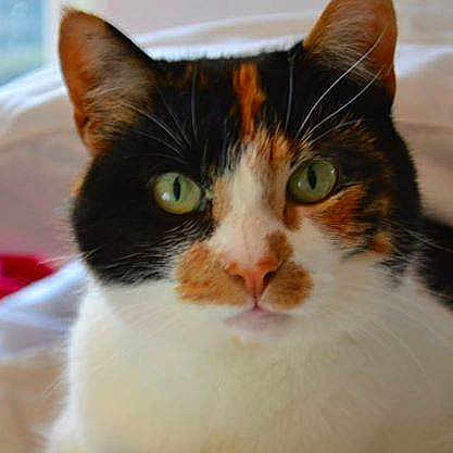 Missymoomoo