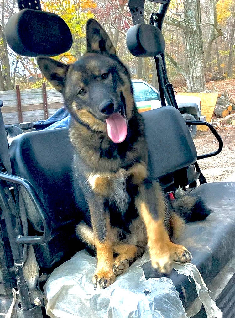 Chance is registered to the contest to win money with this photo: canidae, carnivore, collar, companion_dog, dog, dog_breed, dog_supply, east_european_shepherd, fawn, fur, herding_dog, leash, old_german_shepherd_dog, plant, recreation, snout, sporting_group, tree, window, working_dog