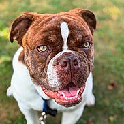 Broly is registered to the contest to win money with this photo: dog, pet, outdoor, grass, brown, white, close_up, canine, animal, happy, tongue, collar, leash, sitting, ears, face, fur, mouth, eyes, nature