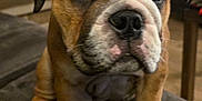 Diesel joined the competition — help win amazing prizes! bulldog, puppy, dog, pet, animal, indoor, living_room, couch, hand, furniture, brown, white, cute, close_up, portrait, domestic_animal, young, companion, fur, paw