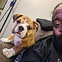 bulldog, puppy, dog, couch, indoor, man, beard, black_shirt, face, pet, animal, cozy, home, furniture, curious, closeup, companion, portrait, relaxing, brown