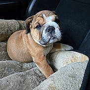 Diesel joined the competition — help win amazing prizes! bulldog, puppy, dog, pet, animal, cute, fur, blanket, car_seat, indoors, resting, young, mammal, canine, wrinkles, soft, comfort, companion, looking, lying_down