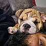 Diesel is registered to the contest to win money with this photo: dog, bulldog, puppy, person, face, close_up, resting, couch, indoor, furniture, pet, animal, cute, sleepy, snout, paw, fur, beard, human, relaxation