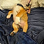 Diesel is registered to the contest to win money with this photo: puppy, dog, sleeping, blanket, bed, cozy, relaxed, fur, paw, collar, cute, pet, animal, indoor, resting, young, small, soft, comfort, snuggle