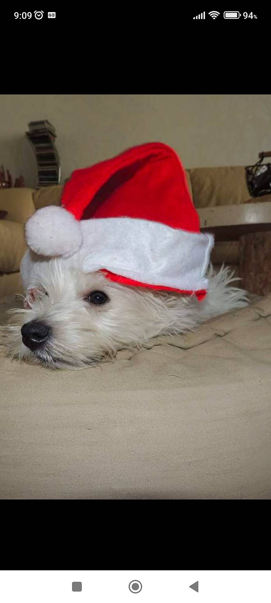 Iako participe au concours pour gagner de l'argent avec cette photo : carmine, carnivore, collar, companion_dog, costume_hat, dog, dog_breed, dog_clothes, dog_collar, dog_supply, fashion_accessory, fur, linens, non_sporting_group, small_terrier, terrier, toy_dog, working_animal