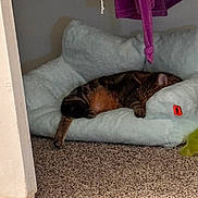 Leo is registered to the contest to win money with this photo: animal, carpet, cat, closet, cozy, fluffy, fur, home, indoor, napping, paw, pet_bed, purple, quiet, relaxing, resting, robe, sleeping, soft, tabby_cat