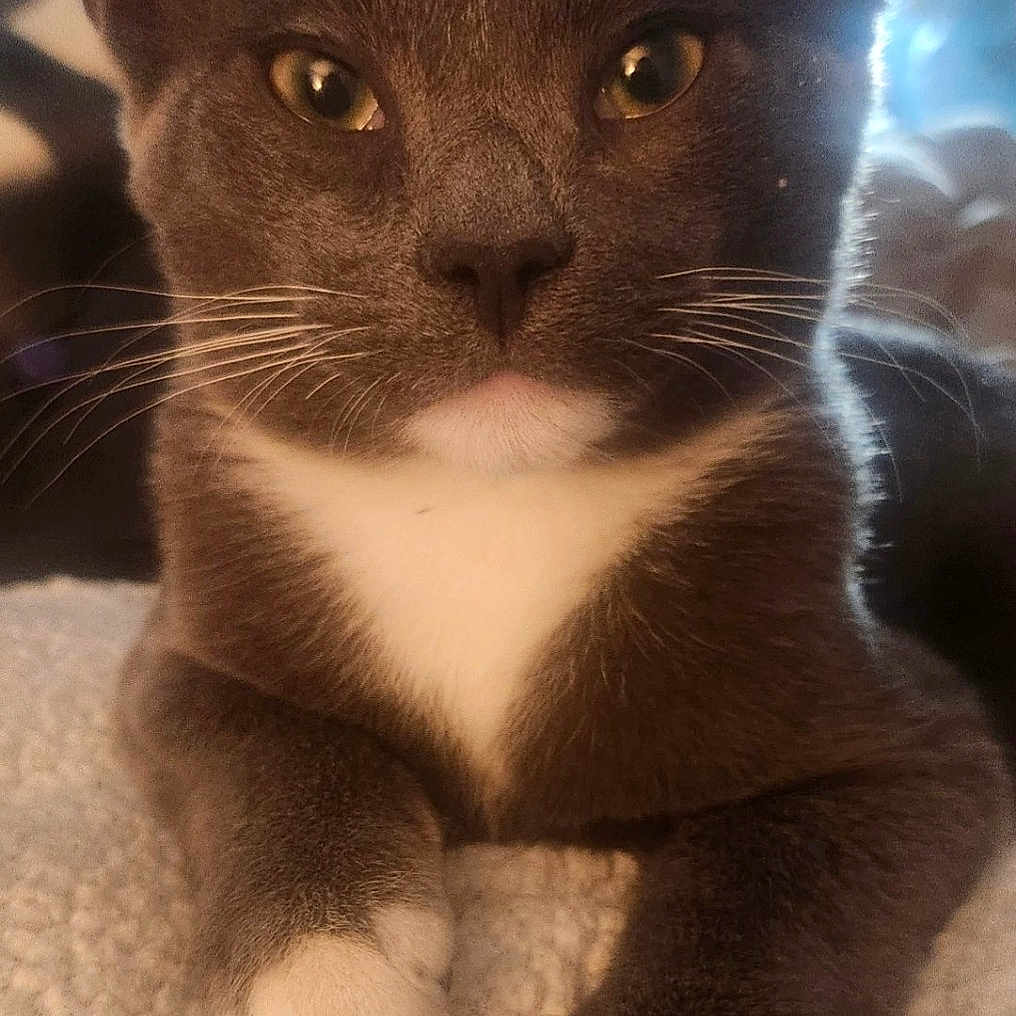Gizmo