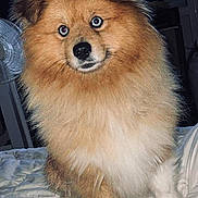 Caramel a rejoint le concours — aidez-le/la à gagner de superbes lots ! dog, fluffy, bed, indoor, pet, animal, fur, white_bedspread, curious, brown, canine, eyes, face, paw, furniture, fan, cozy, portrait, looking, domestic