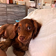 Ellie joined the competition — help win amazing prizes! dog, puppy, brown_dog, dachshund, bed, white_bed, bow, cute, pet, animal, indoors, furniture, dresser, cozy, soft_lighting, relaxing, looking, close_up, paw, fur