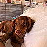 dog, puppy, brown_dog, dachshund, bed, white_bed, bow, cute, pet, animal, indoors, furniture, dresser, cozy, soft_lighting, relaxing, looking, close_up, paw, fur