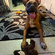 Doodle is registered to the contest to win money with this photo: dog, toy, teddy_bear, tongue_out, ears, floor, rug, indoor, pet, animal, brown, black_nose, white_chest, playful, cute, canine, home, tile, lying_down, happy