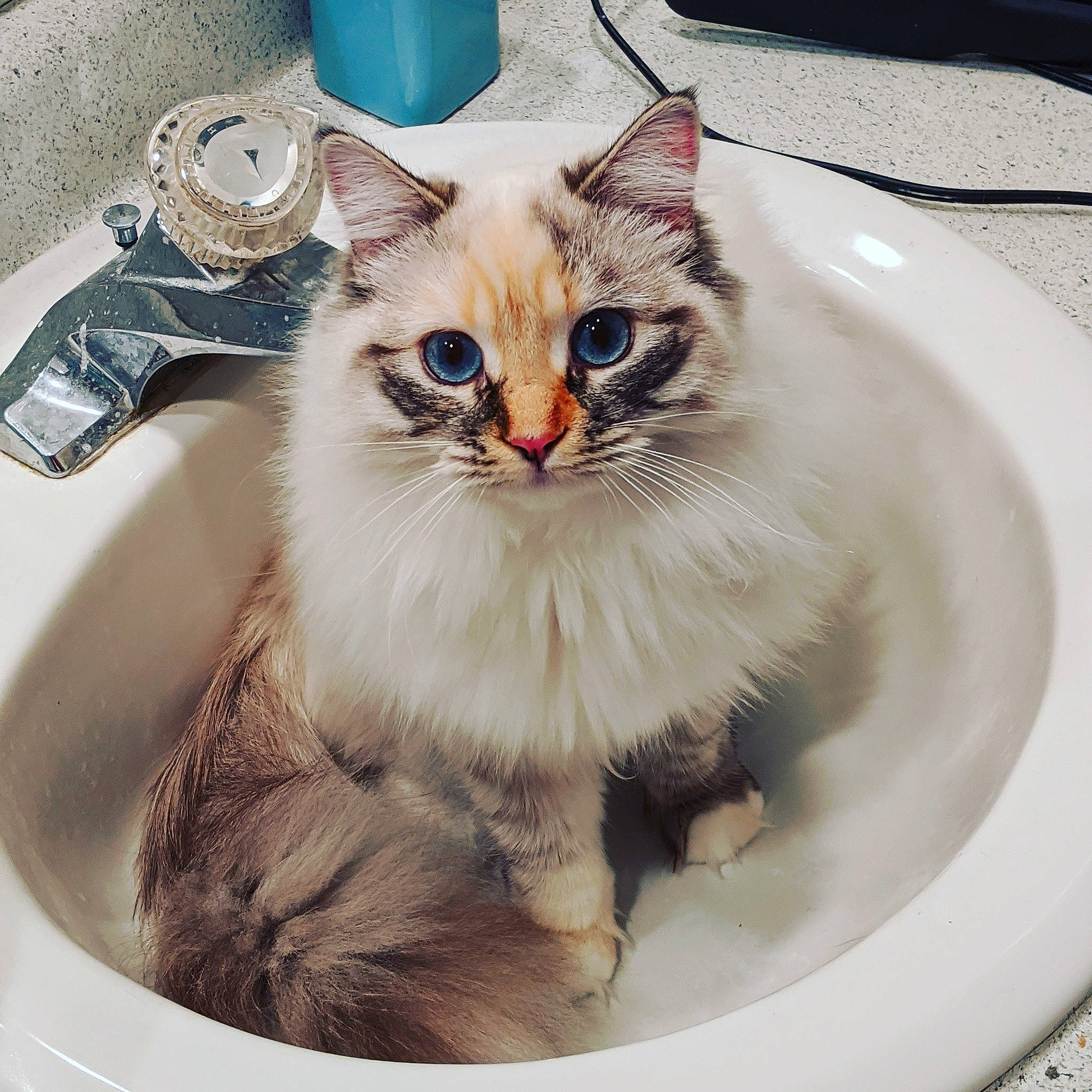 Villanelle joined the competition — help win amazing prizes! aegean_cat, asian, asian_semi_longhair, british_semi_longhair, carnivore, cat, domestic_long_haired_cat, european_shorthair, eye, fawn, felidae, kitten, mammal, norwegian_forest_cat, ragamuffin, ragdoll, siberian, sink, small_to_medium_sized_cats, whiskers