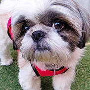 Kokoh is registered to the contest to win money with this photo: affenpinscher, animal, ball, canine, cricket, cricketball, dog, grass, jar, lawn, pet, plant, planter, pottedplant, pottery, puppy, sport, terrier, vase, whitedog