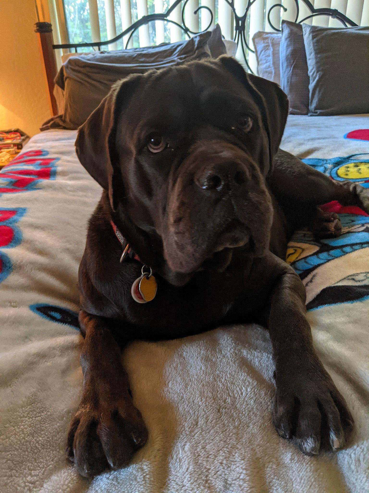 Belladonna Lugosi Diamato joined the competition — help win amazing prizes! canidae, carnivore, collar, comfort, companion_dog, dog, dog_breed, dog_collar, dog_supply, fawn, fur, guard_dog, gun_dog, liver, pet_supply, snout, sporting_group, whiskers, working_animal, working_dog