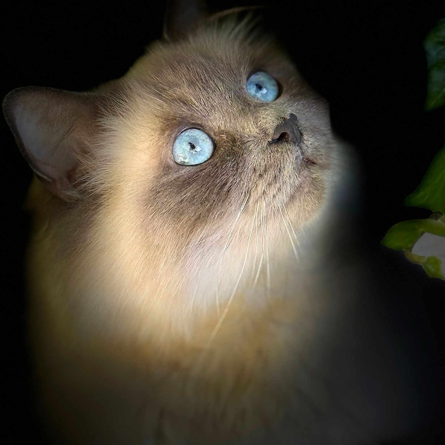 Mikky participe au concours pour gagner de l'argent avec cette photo : cat, close_up, blue_eyes, fluffy, animal, pet, portrait, feline, curious, whiskers, soft_fur, looking_up, dark_background, cute, mammal, domestic_animal, indoor, face, ears, nose