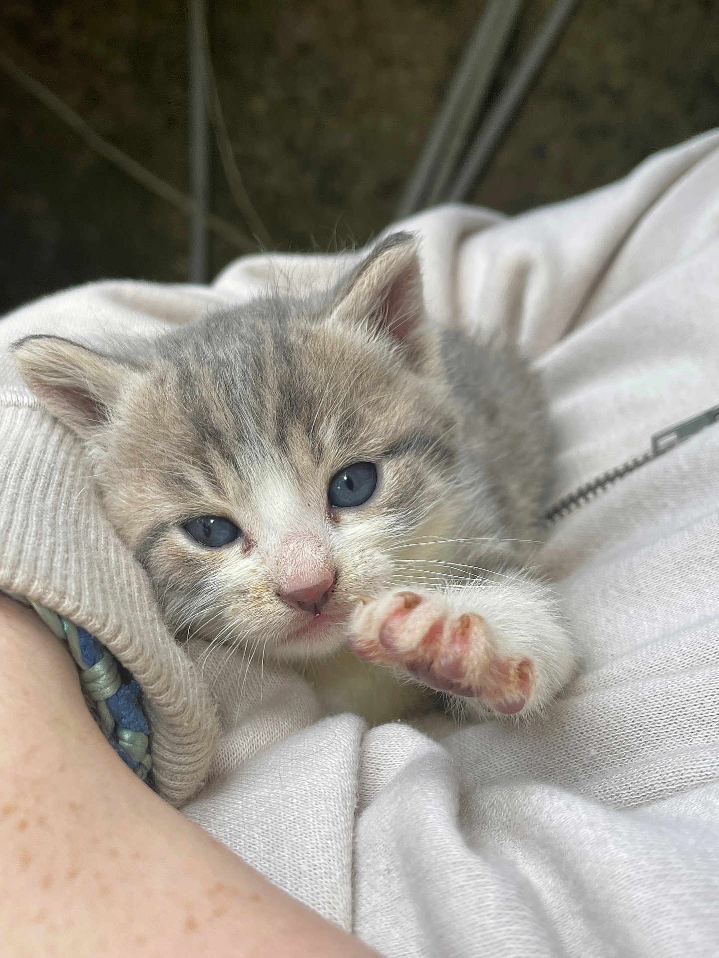 Snow a rejoint le concours — aidez-le/la à gagner de superbes lots ! kitten, cat, pet, animal, gray, white, blue_eyes, paw, cute, furry, young, small, cozy, comfort, soft, close_up, indoor, hand, clothing, fabric