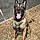 Balou